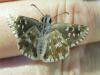 Pyrgus malvoides
